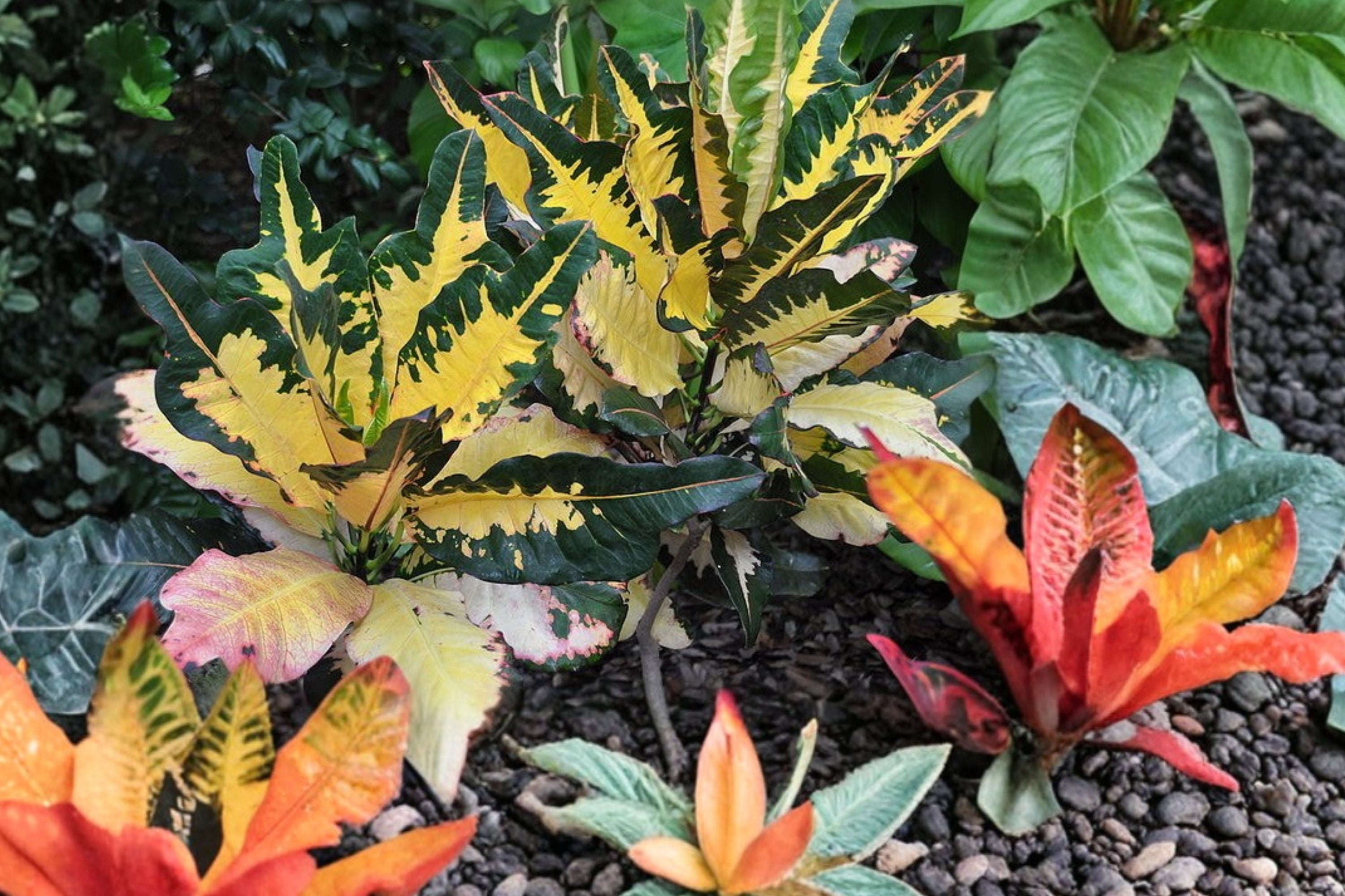 Croton Monalisa Plant Pack of 2 – Colorful Tropical Indoor Houseplants with Variegated Foliage