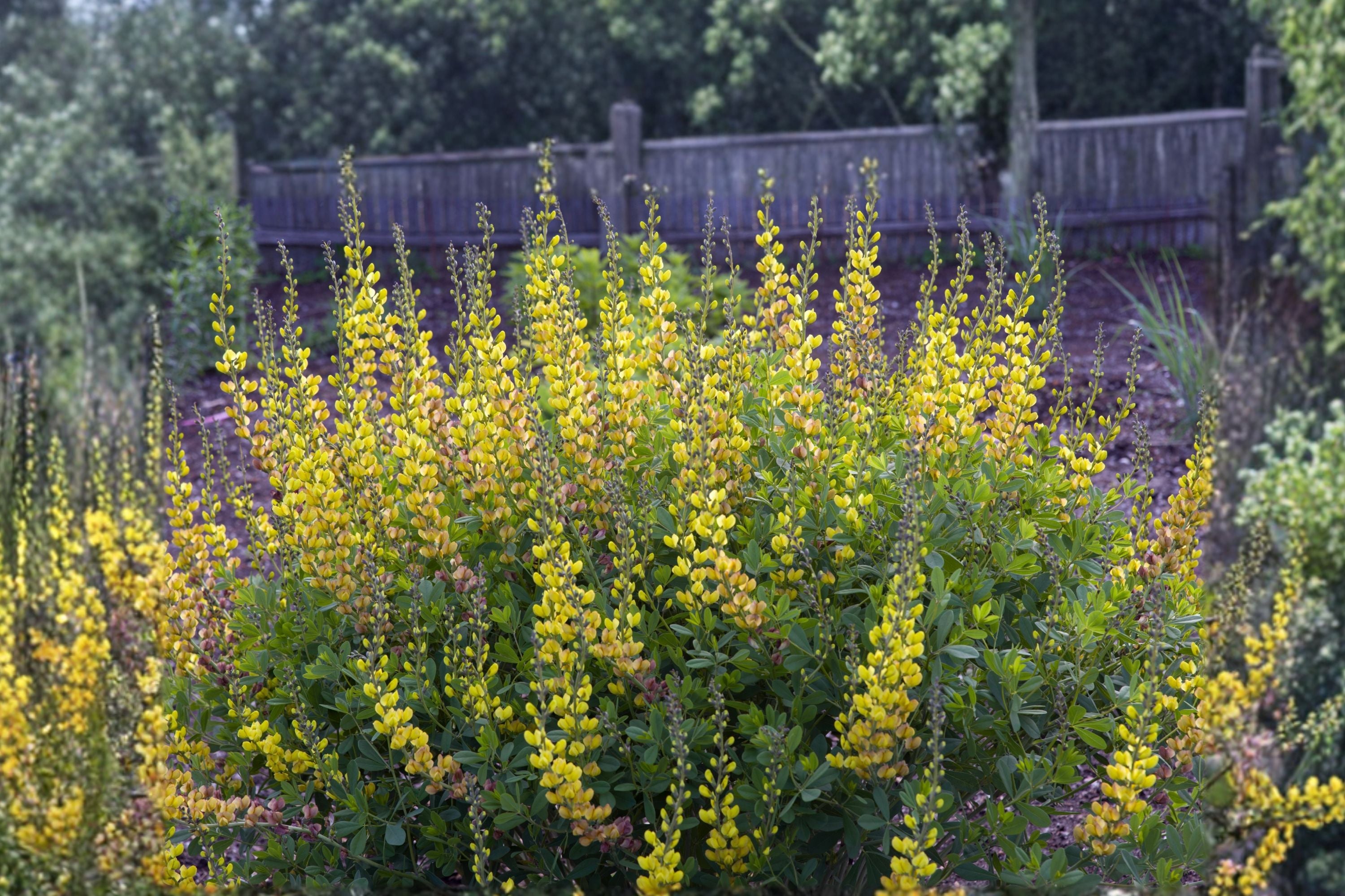 Baptisia ‘Solar Flare’ False Indigo Plant - Color-Changing Blooms, Drought Tolerant Perennial, 1 Gallon