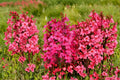 Lobelia ‘Starship Rose’ – Pink Cardinal Flower Perennial in 4” Pot
