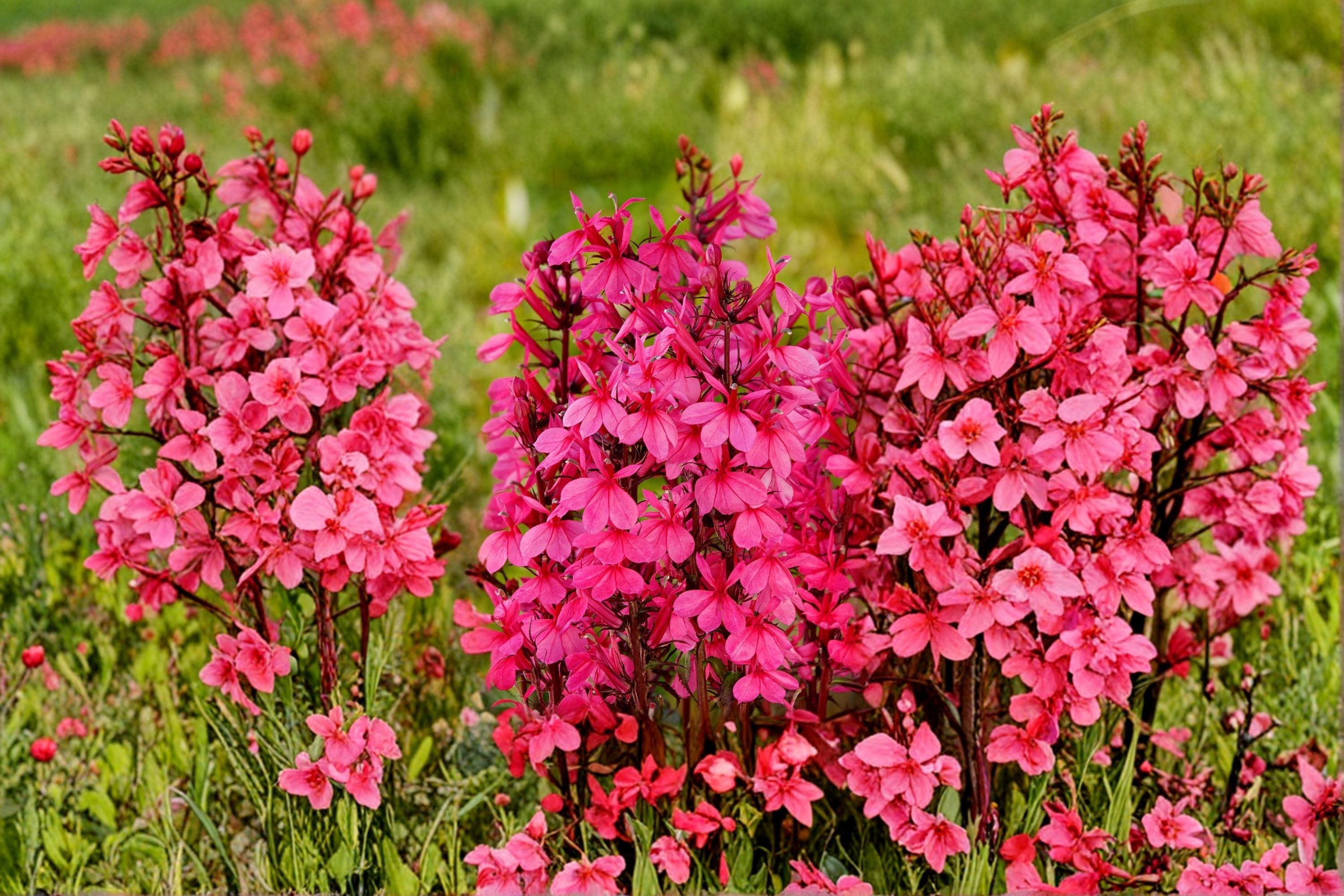 Lobelia ‘Starship Rose’ – Pink Cardinal Flower Perennial in 4” Pot