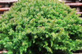 Dwarf Japanese Cedar ‘Vilmoriniana’ – Compact Evergreen Shrub in 4” Pot