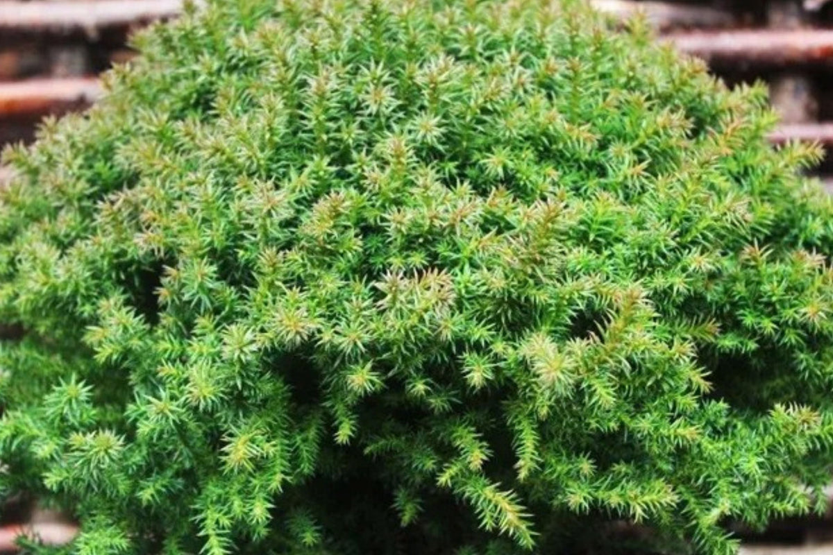Dwarf Japanese Cedar ‘Vilmoriniana’ – Compact Evergreen Shrub in 4” Pot