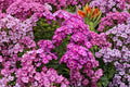Phlox ‘Laura’ – Tall Garden Phlox with Fragrant Purple Flowers in 1 Gallon Pot