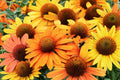 Echinacea PRIMA Saffron | Yellow Coneflower Plug Plant | Compact, Drought Tolerant Perennial