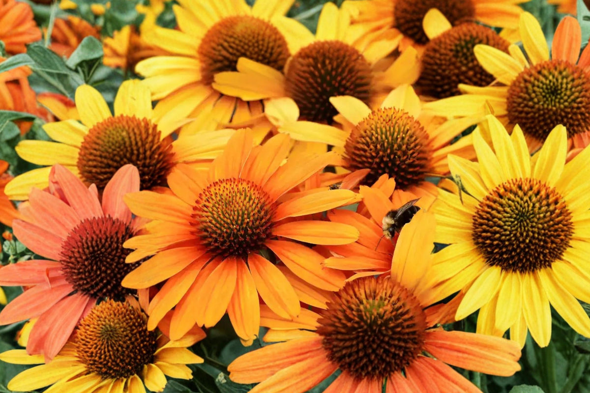 Echinacea PRIMA Saffron | Yellow Coneflower Plug Plant | Compact, Drought Tolerant Perennial