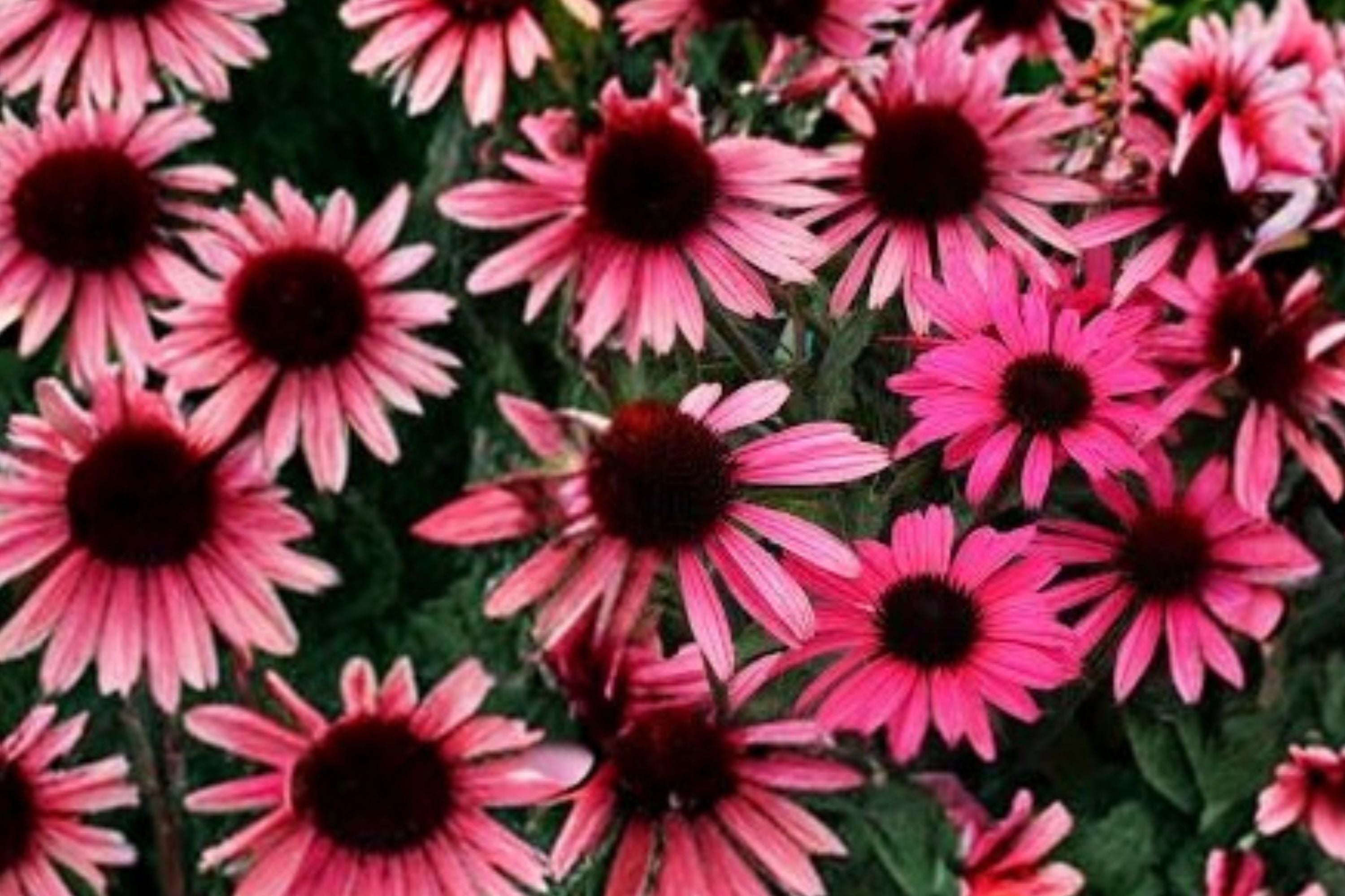 Echinacea ‘Mystic’ DARK SHADOWS™ Pink Coneflower Plant | Pollinator Perennial | Drought Tolerant