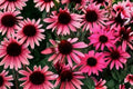 Echinacea ‘Mystic’ DARK SHADOWS™ Pink Coneflower Plant | Pollinator Perennial | Drought Tolerant