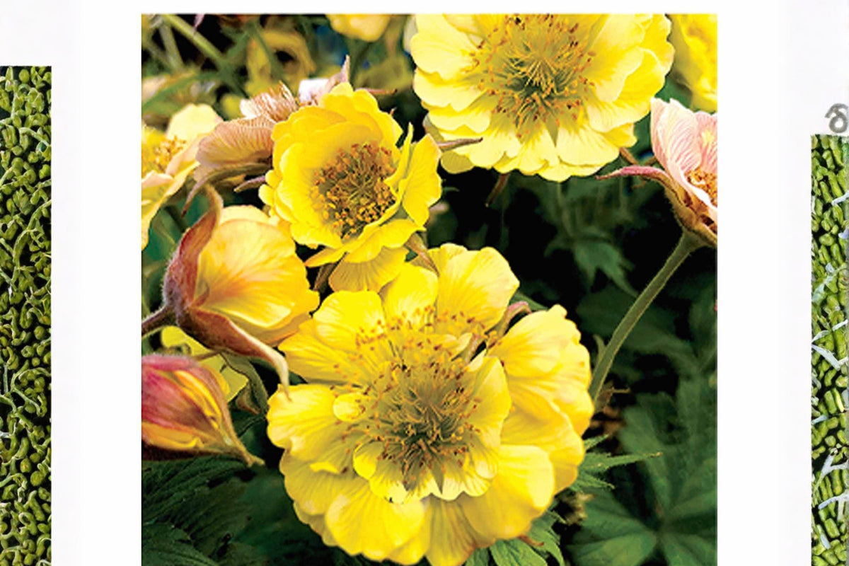 Geum ‘Tempo Yellow’ | Long Blooming Double Yellow Avens Perennial | Pollinator Friendly