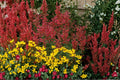 Agastache ‘Kudos Coral’ | Hummingbird Mint Perennial Plug Plant