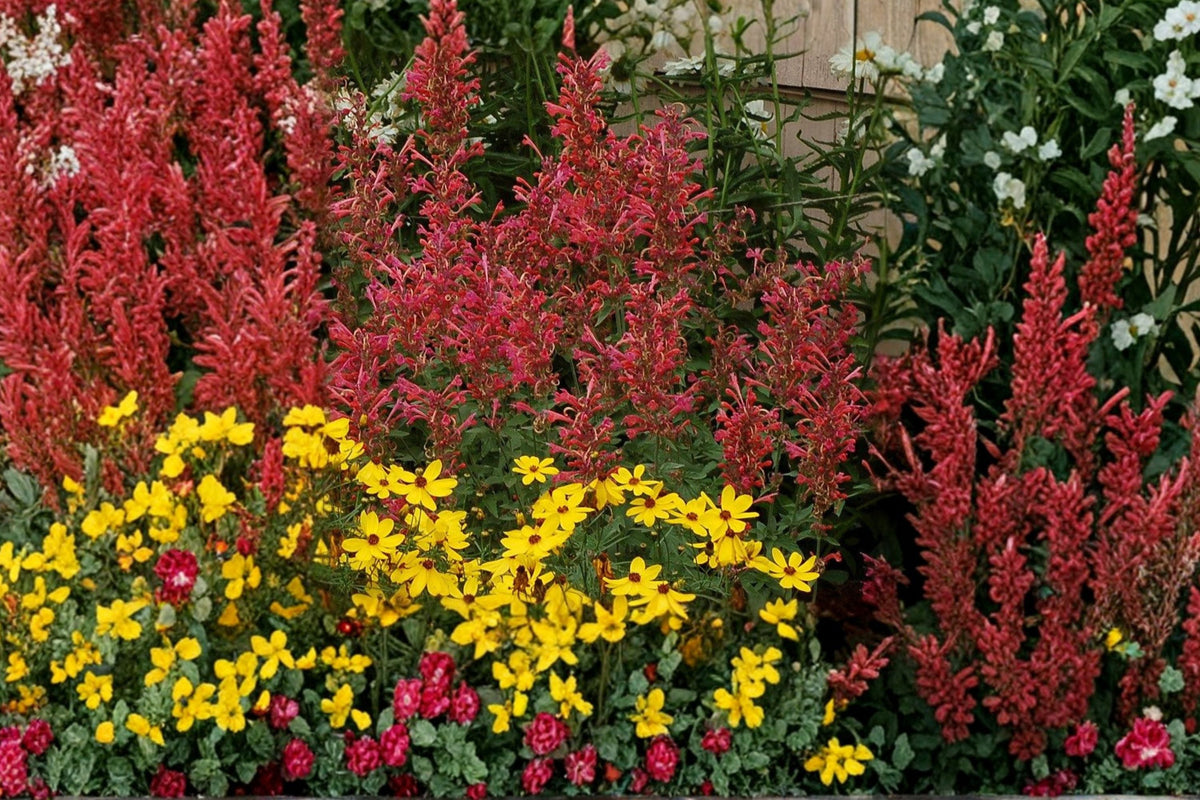 Agastache ‘Kudos Coral’ | Hummingbird Mint Perennial Plug Plant