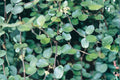 Muehlenbeckia axillaris | Wire Vine Trailing Groundcover Plant