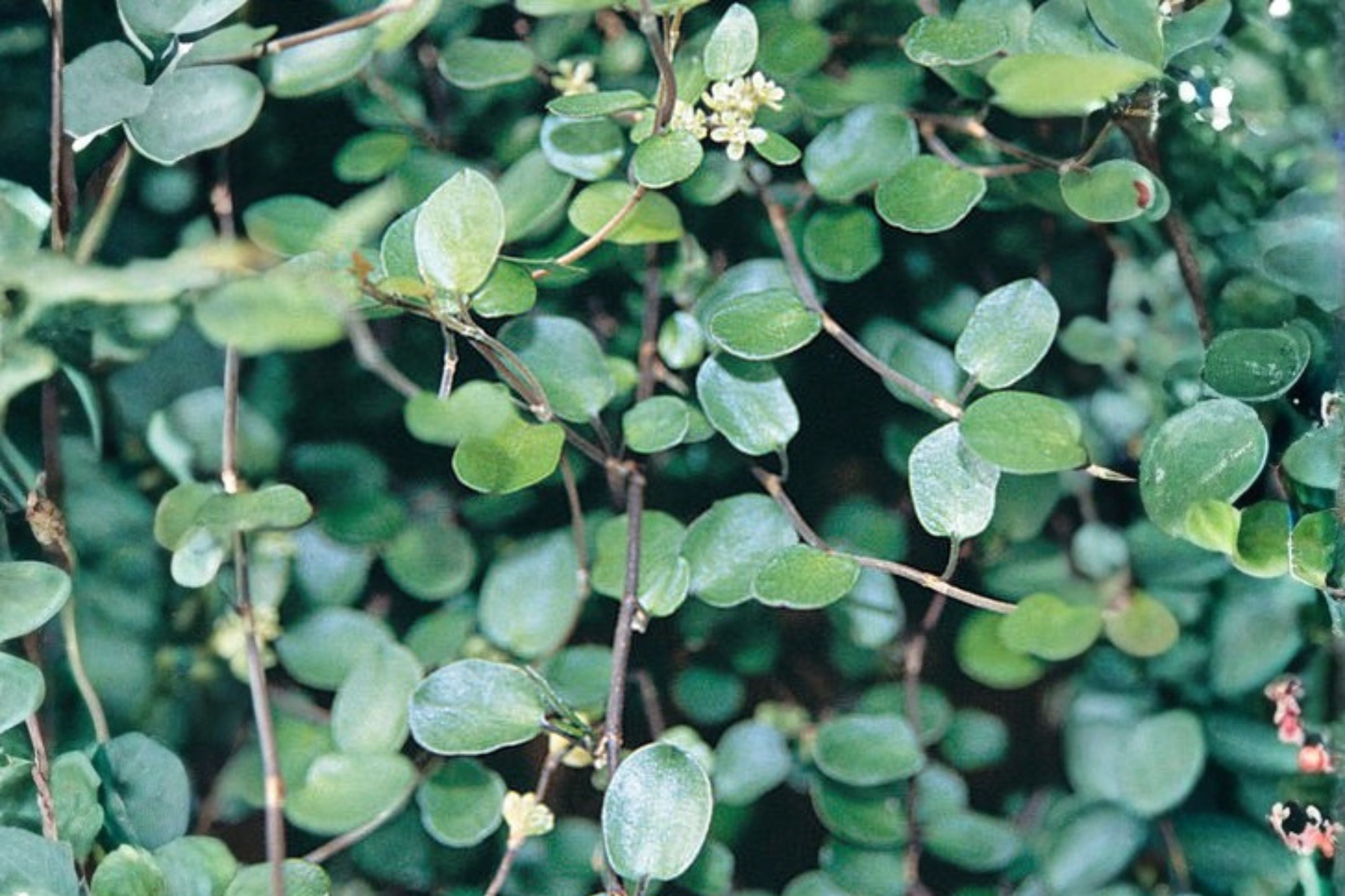 Muehlenbeckia axillaris | Wire Vine Trailing Groundcover Plant