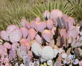 Opuntia Durazilla Purple Prickly Pear Cactus Pad Unrooted Live Cutting for Propagation