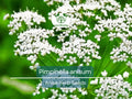 250 mg Anise Seeds Pimpinella anisum Herb for Planting, Culinary Spice, Tea, Garden Growth