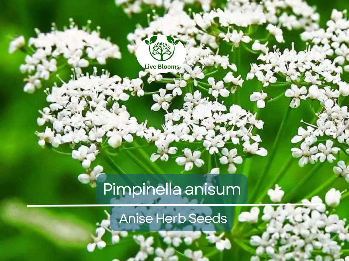 250 mg Anise Seeds Pimpinella anisum Herb for Planting, Culinary Spice, Tea, Garden Growth