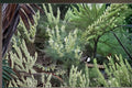 Astragalus drummondii Woolly Milkvetch Seeds – Native Prairie Perennial, Drought-Tolerant, Nitrogen-Fixing Legume, Pollinator Plant