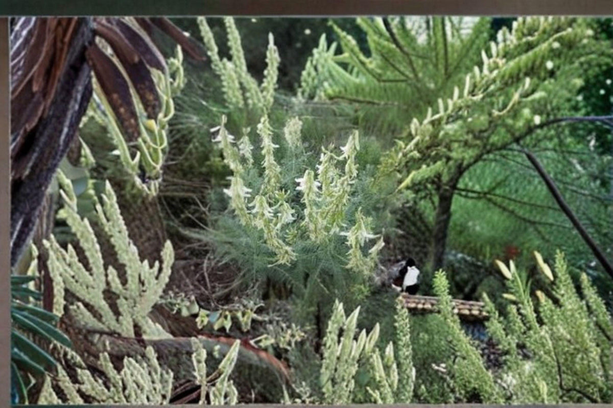 Astragalus drummondii Woolly Milkvetch Seeds – Native Prairie Perennial, Drought-Tolerant, Nitrogen-Fixing Legume, Pollinator Plant