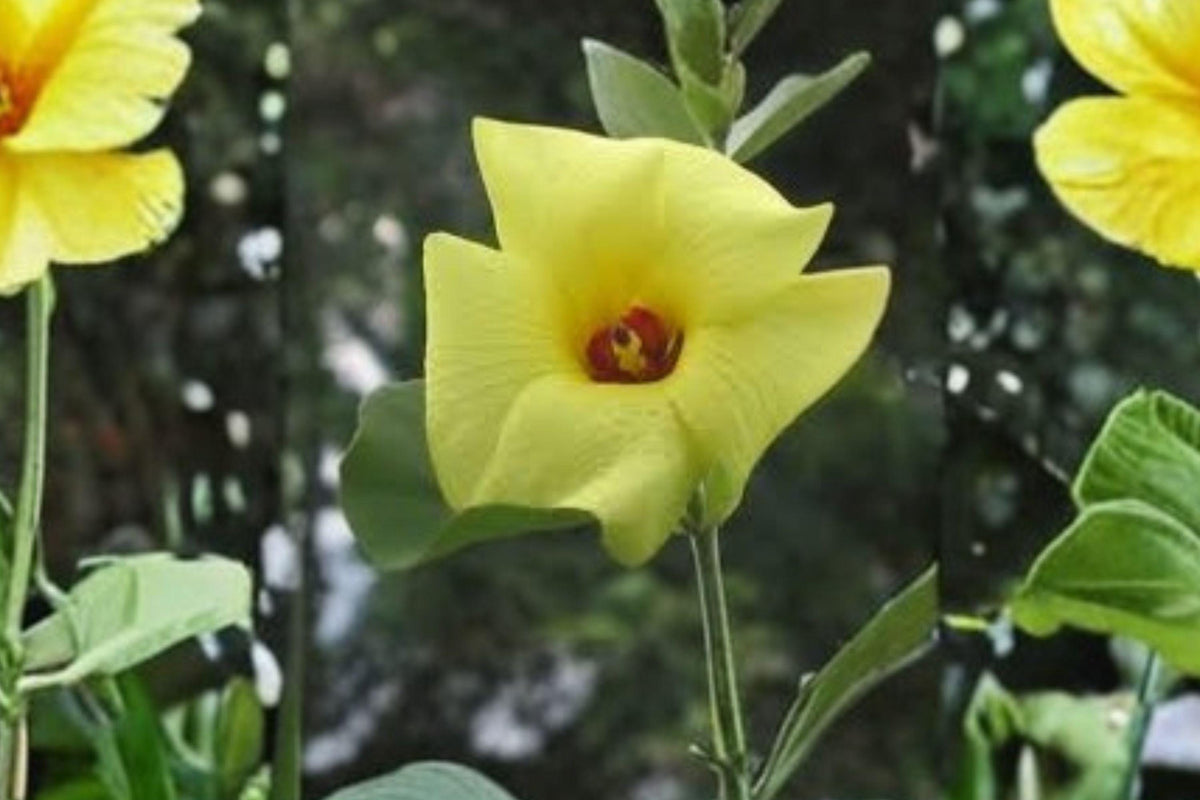 Hibiscus hamabo Seeds – Hardy Yellow Rose of Sharon Flowering Shrub – Tropical Look, Pollinator Attractant, USDA Zones 7-10