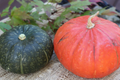 15pcs Kabocha Squash Seeds – Heirloom Japanese Pumpkin Variety – Sweet Nutty Flavor – Easy to Grow Vegetable Seeds