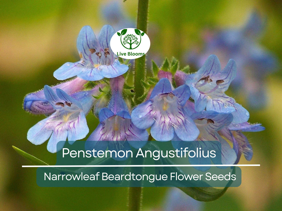 Penstemon Angustifolius Seeds, Native Perennial Wildflower for Pollinator Gardens, Drought-Resistant, Easy to Grow, 100 mg