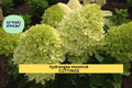 Hydrangea paniculata Moonrock Rooted Cuttings – 6-9" Full Sun Hardy Shrub with White-Green Flowers, Landscape, Border, Cut Flower Plants
