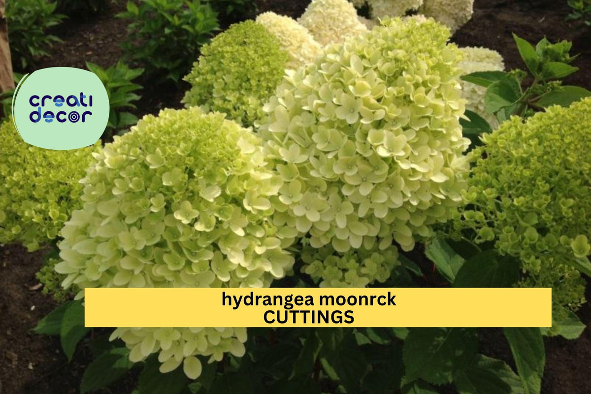 Hydrangea paniculata Moonrock Rooted Cuttings – 6-9" Full Sun Hardy Shrub with White-Green Flowers, Landscape, Border, Cut Flower Plants