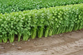Celery Seeds – Tall Utah 52/70 Heirloom Variety for Crisp, Thick Stalks | Apium graveolens
