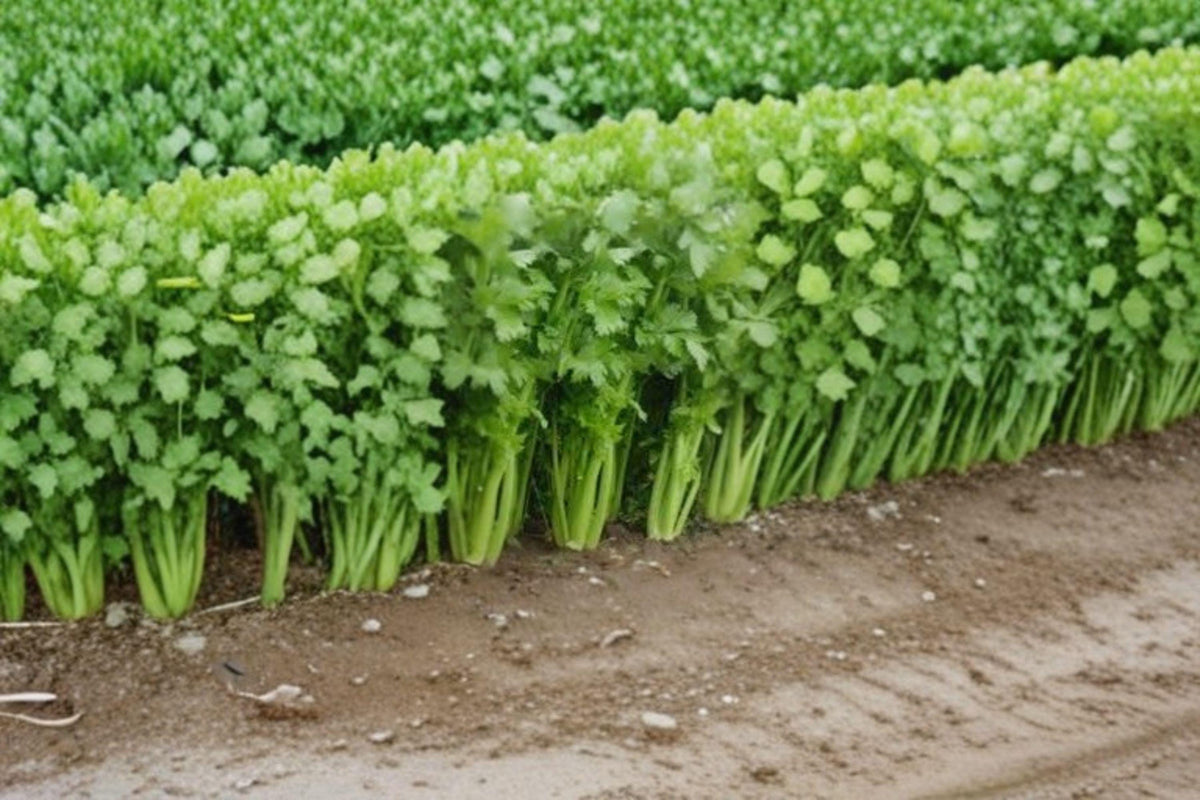Celery Seeds – Tall Utah 52/70 Heirloom Variety for Crisp, Thick Stalks | Apium graveolens