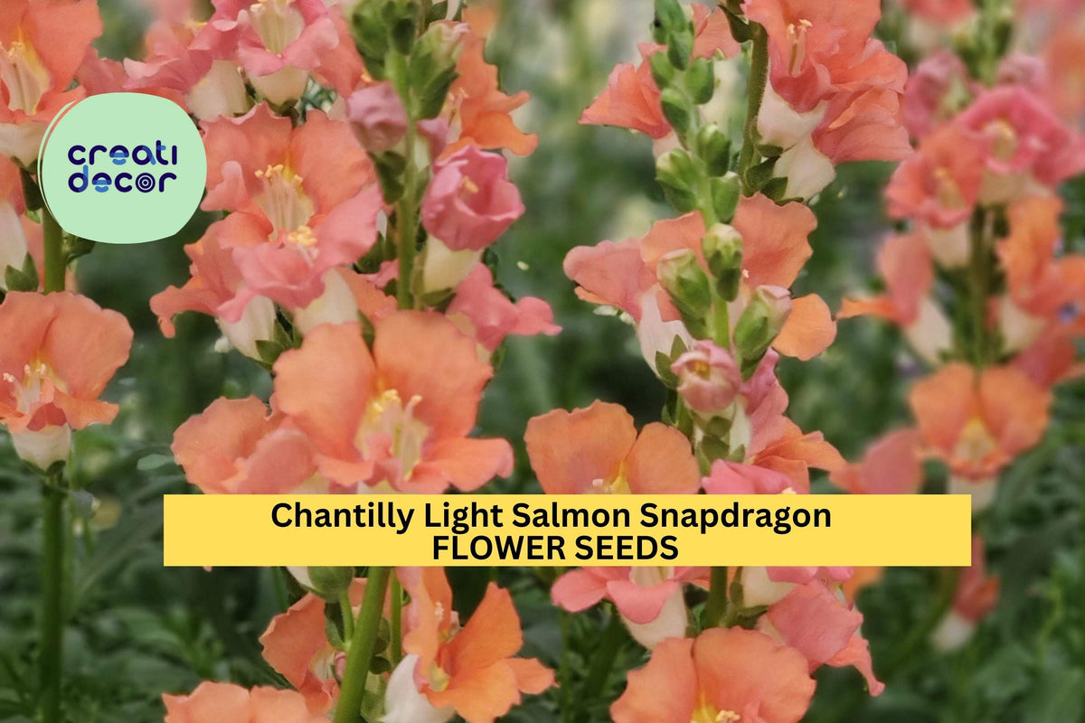 1000+ Chantilly Light Salmon Snapdragon Seeds – Tall Open-Faced Flowers for Borders, Cut Flowers & Garden Planting – Antirrhinum majus