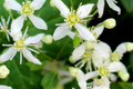 Clematis virginiana Seeds - Virgin's Bower Fragrant Climbing Vine - Native North American Flower Seeds