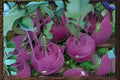 Purple Vienna Kohlrabi Seeds - 150 Heirloom Seeds for Garden, Raised Bed & Container Growing - Brassica oleracea