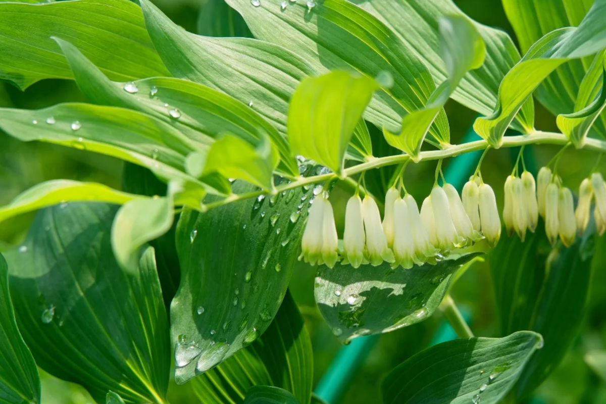 True Solomon's Seal Plants | Bare Root Perennials | Polygonatum biflorum | Shade-Loving Wildflowers