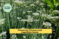 3pcs Garlic Chive Seeds – Edible Flowering Chinese Leek Allium tuberosum for Cooking & Garden Planting