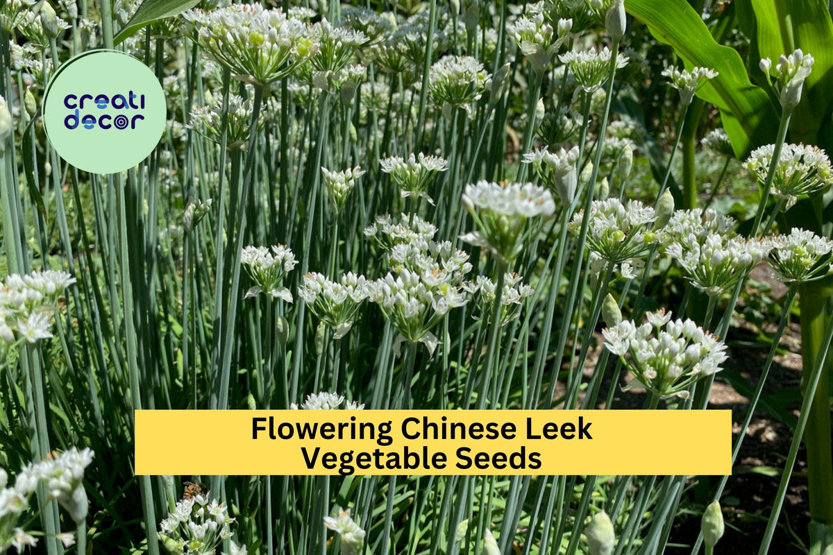 3pcs Garlic Chive Seeds – Edible Flowering Chinese Leek Allium tuberosum for Cooking & Garden Planting