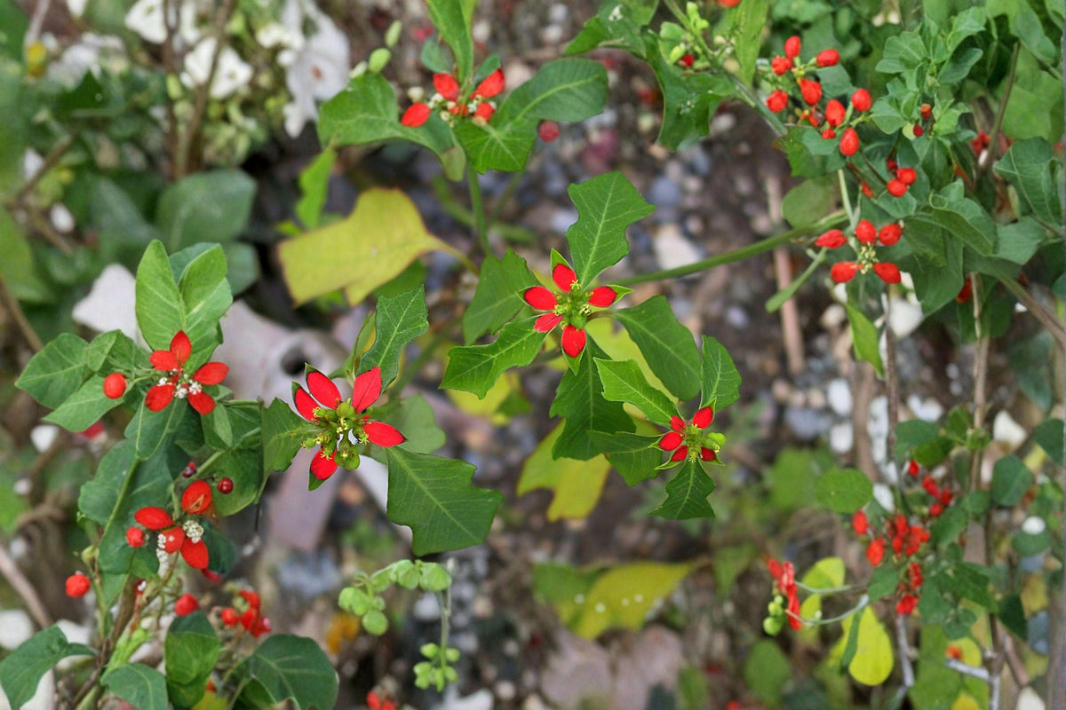 Euphorbia Cyathophora Fire-on-the-Mountain Seeds – Native Annual Wildflower Seeds with Red-Tipped Foliage, Pollinator-Friendly