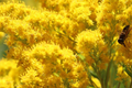 Old Field Goldenrod Seeds 500mg | Native Wildflower, Pollinator-Friendly, Yellow Blooms | Solidago nemoralis