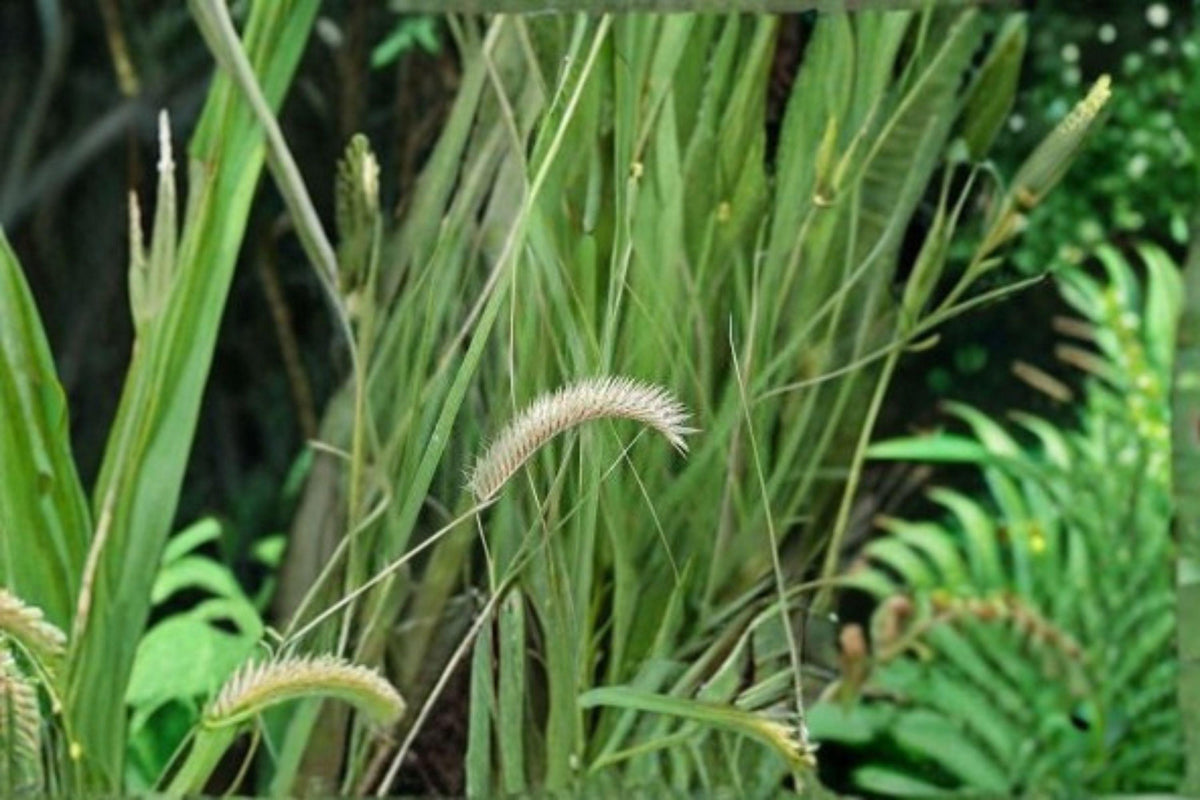 Blue Grama Grass Seeds – Native Prairie, Drought-Tolerant, Low-Maintenance Groundcover, Bouteloua gracilis, 100 Seeds
