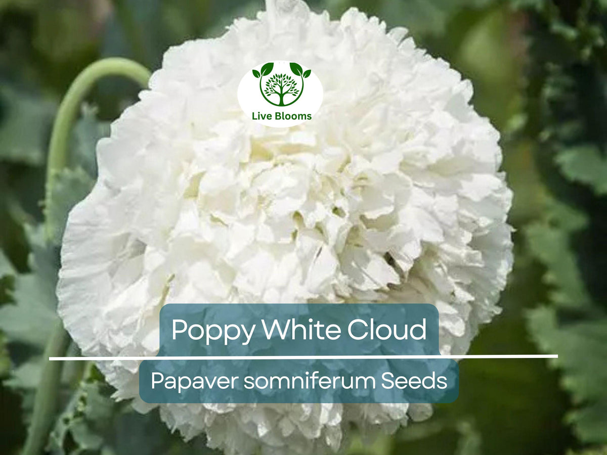 Poppy White Cloud Seeds – 300 Non-GMO Breadseed Poppy with Large Double White Blooms – Papaver somniferum