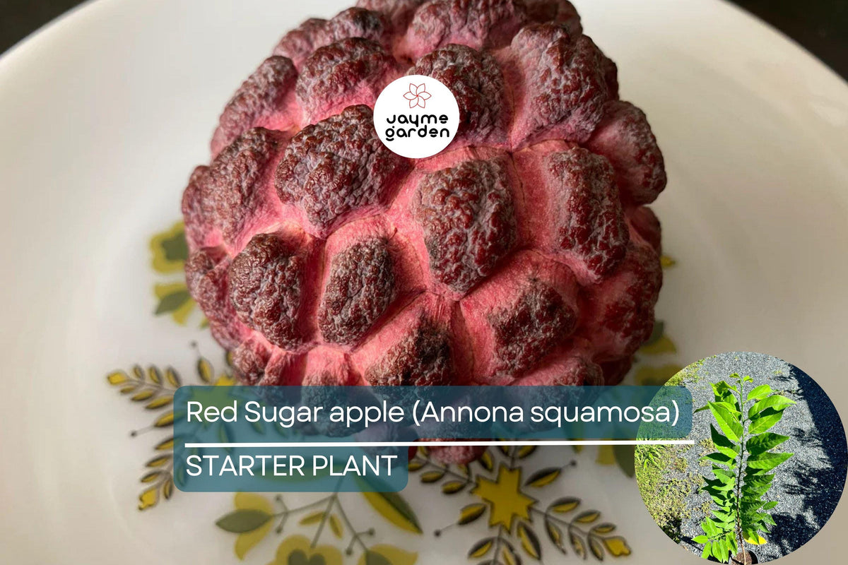 Red Sugar Apple Tree Live Fruit Tree 3-4 ft | Tropical Fruit Tree | Annona squamosa | Easy Care, Flowering Soon