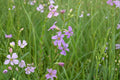 Lythrum alatum Winged Loosestrife Seeds – Native Wetland Perennial for Pollinator Gardens & Restoration