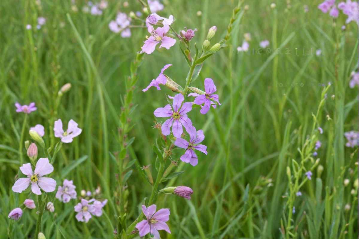 Lythrum alatum Winged Loosestrife Seeds – Native Wetland Perennial for Pollinator Gardens & Restoration