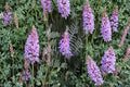 Astragalus bisulcatus Twogroove Milkvetch Seeds – Native Prairie Perennial, Nitrogen-Fixing Legume, Pollinator Plant