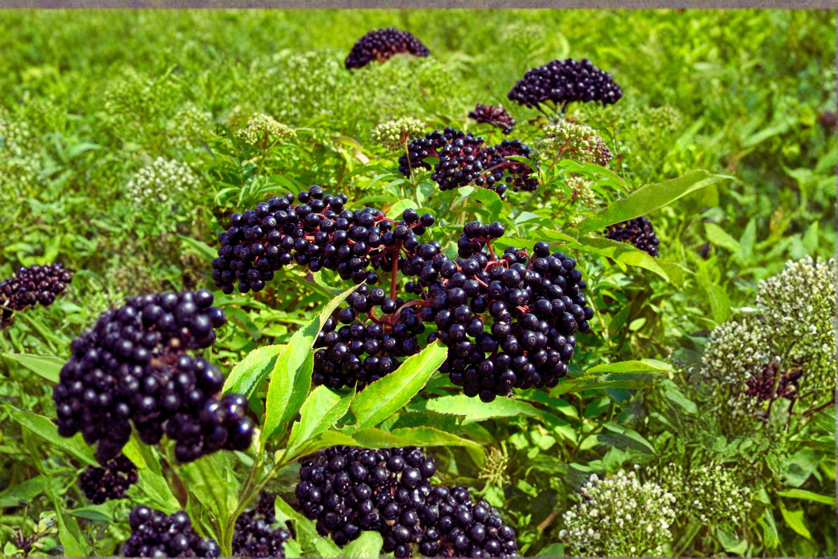 American Elderberry Cuttings 12 Unrooted Sambucus canadensis Fruit Shrub for Wildlife & Garden