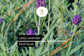 Lady Lavender Seeds, 25 Pack, Fragrant Perennial Herb, Lavandula angustifolia, Aromatherapy, Garden Borders, Drought Tolerant