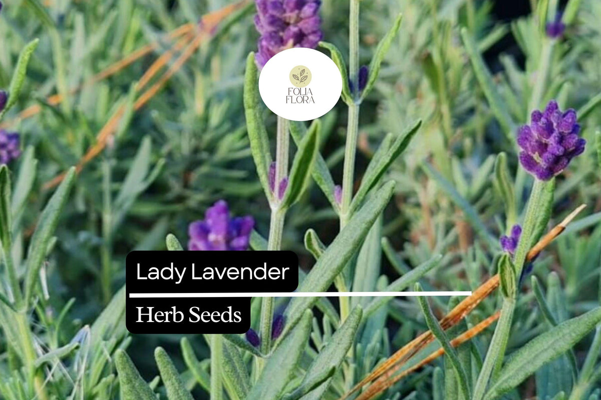 Lady Lavender Seeds, 25 Pack, Fragrant Perennial Herb, Lavandula angustifolia, Aromatherapy, Garden Borders, Drought Tolerant