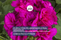 Purple Pink Pelargonium Zonal Geranium Cuttings – 8 Fresh Live Starter Plants, 6"+, Hardy, Fast-Growing, Vibrant Blooms