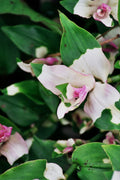 Tradescantia Blushing Bride Cuttings – Pink & White Variegated Unrooted Stems for Indoor & Outdoor Container Vine