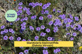 Glandularia bipinnatifida Seeds (50) | Dakota Vervain Wildflower | Drought-Tolerant Native Purple Flower for Pollinators