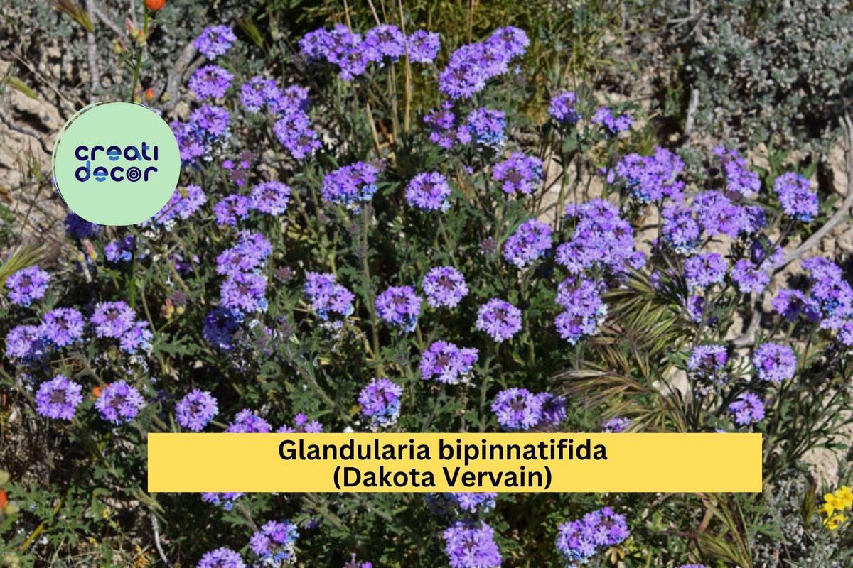 Glandularia bipinnatifida Seeds (50) | Dakota Vervain Wildflower | Drought-Tolerant Native Purple Flower for Pollinators