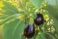 Black Beauty Eggplant Seeds - Heirloom Solanum melongena, Large Glossy Purple-Black Fruits, 50 Seeds for Home Gardening